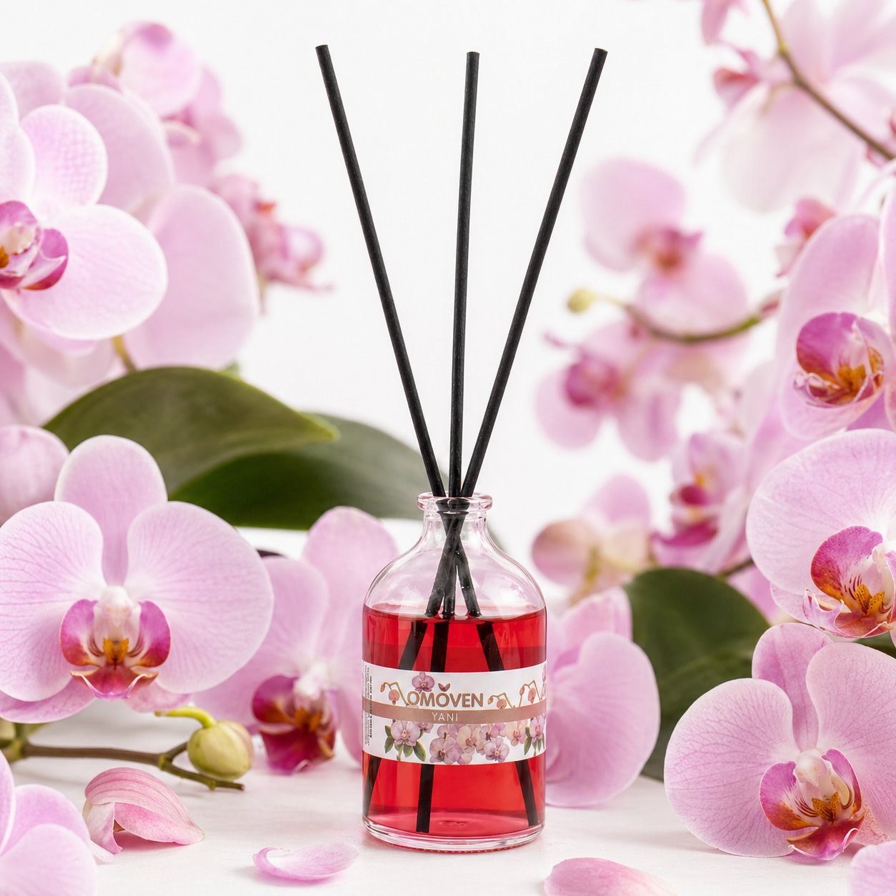 Phalaenopsis Aroma